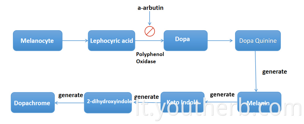 buy alpha arbutin powder